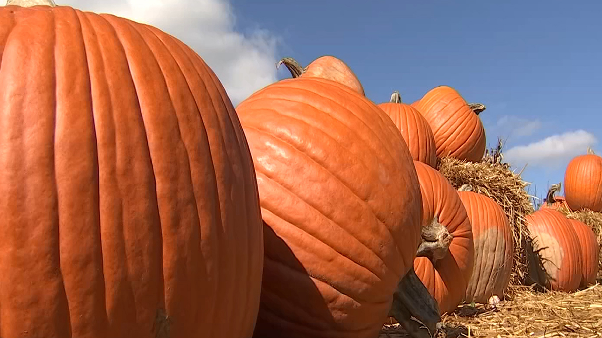 green bridge gardens pumpkin patch