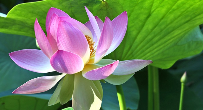 LotusatLotuslandJune