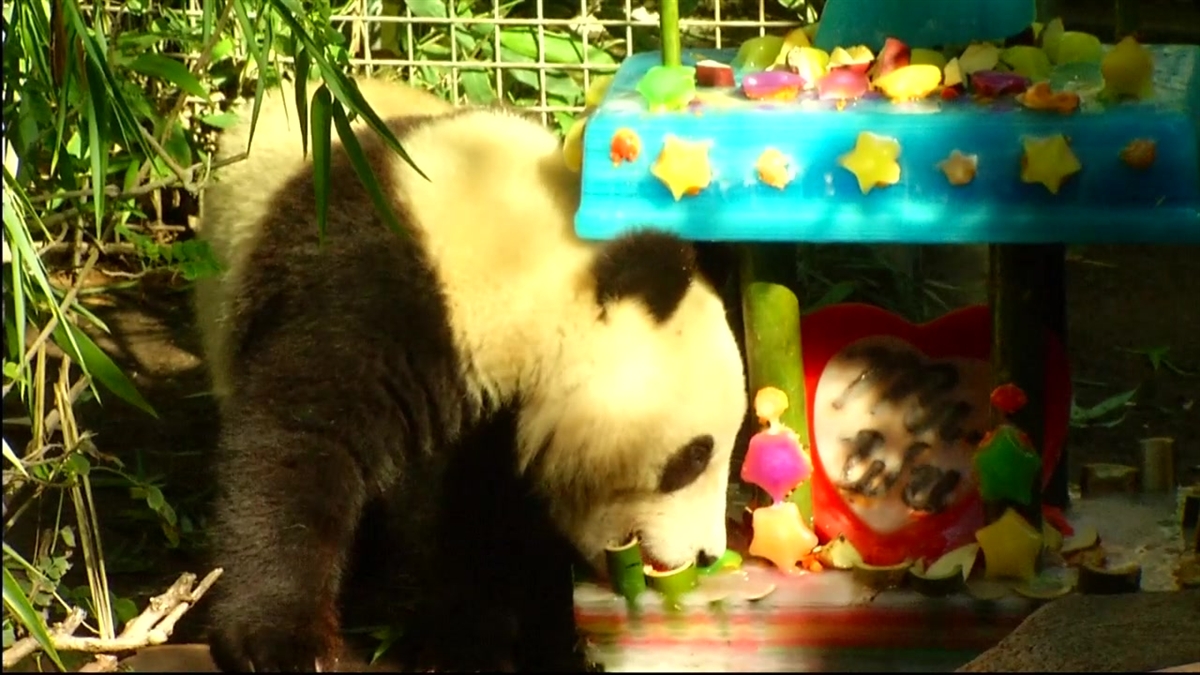 Giant Panda Cub In Tree #1 Coffee Mug by San Diego Zoo - Animals and Earth  - Website