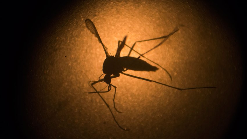 Zika Mosquito