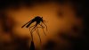 Confirmed detections of West Nile virus found in dead crows in Lemon Grove