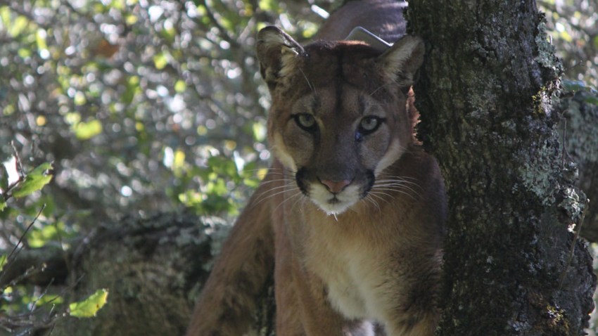 Mountain Lions STILL 1