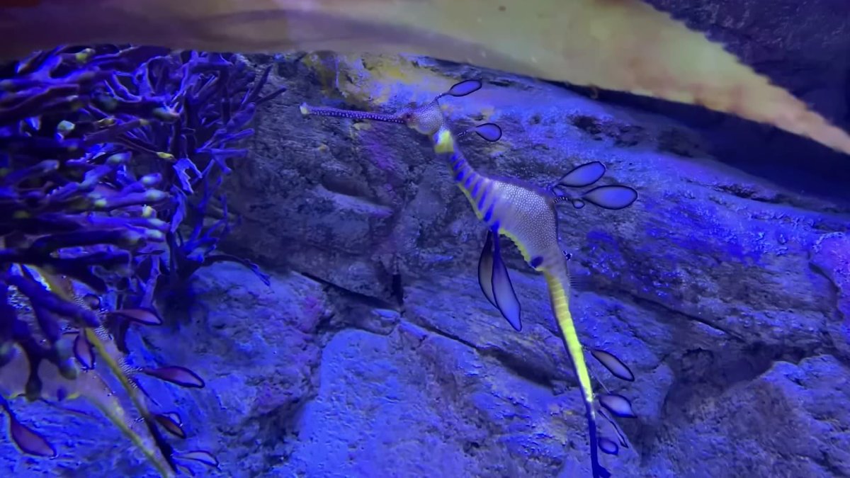 San Diego Aquarium Breeds Rare Weedy Seadragon in Captivity NBC 7 San