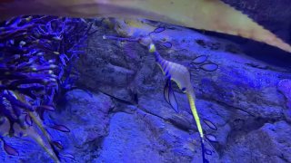 a weedy seadragon