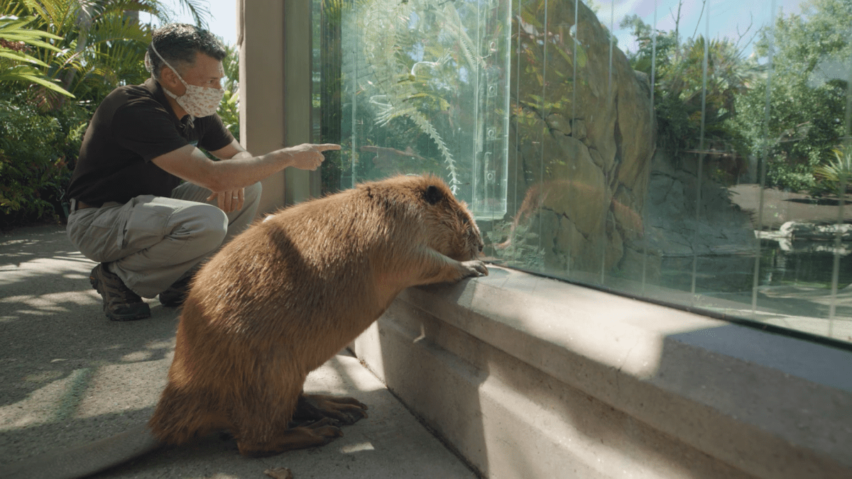 san diego zoo virtual tour free