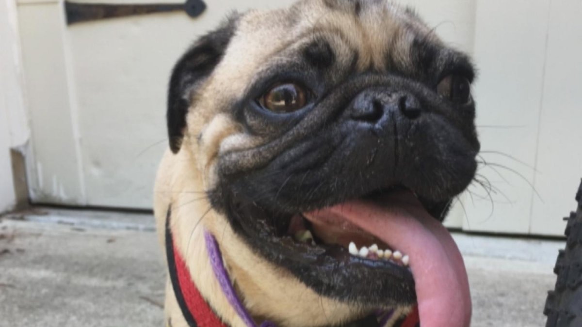 North Carolina Pug Catches Coronavirus ‘He Didn’t Want to Eat His