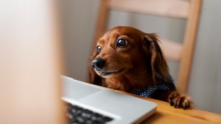 Long-haired dachshund looking at laptop