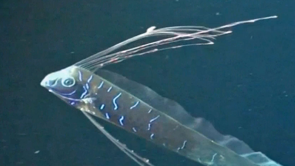 Scientists Can’t Explain Rare Oarfish Found In California – NBC 7 San Diego