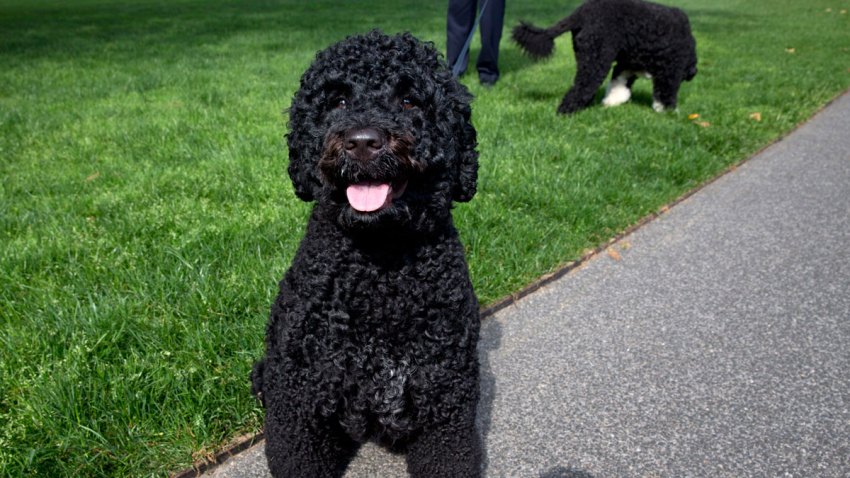 Presidential Dogs Obama