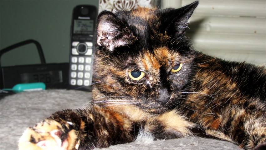 Oldest Cat Living - Tiffany Two -Guinness World Records 2 copy