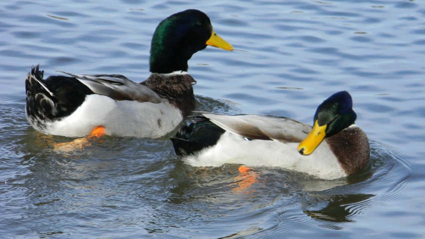 duck