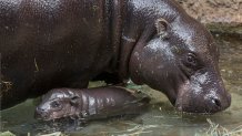 Endangered Pygmy Hippo Born at San Diego Zoo