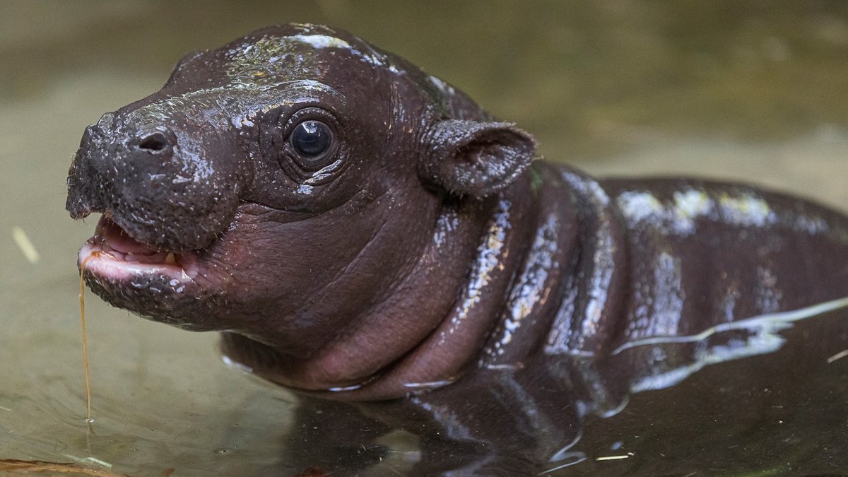 It’s a Boy! San Diego Zoo Announces Birth of Endangered Pygmy Hippo