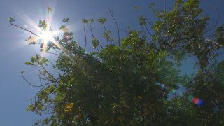 The sun shines behind the branches of a tree in a blue sky