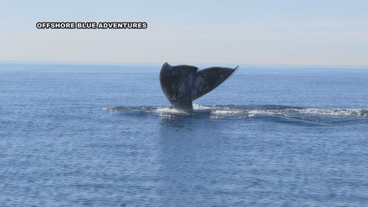 Worrying About the Whales: Scientists Keep Count as Grey Whales Migrate