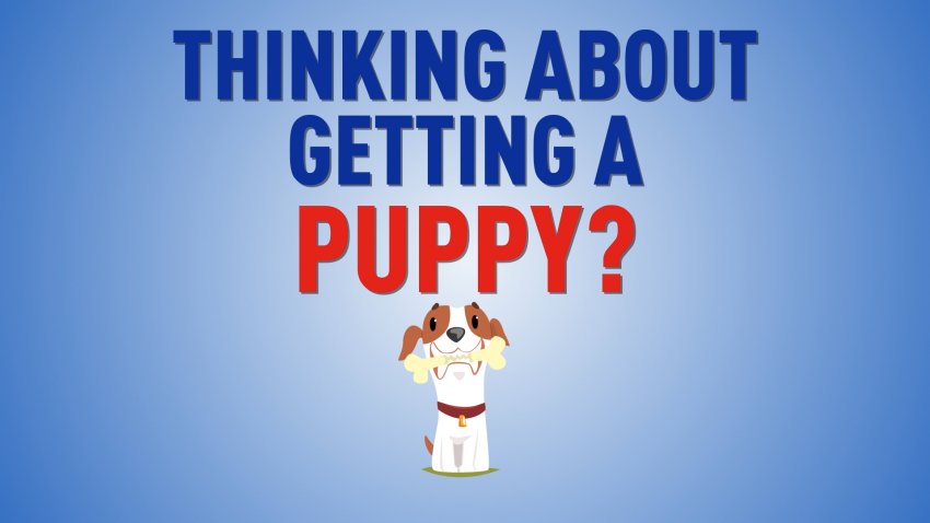 How to Avoid Getting Scammed When Buying a Puppy