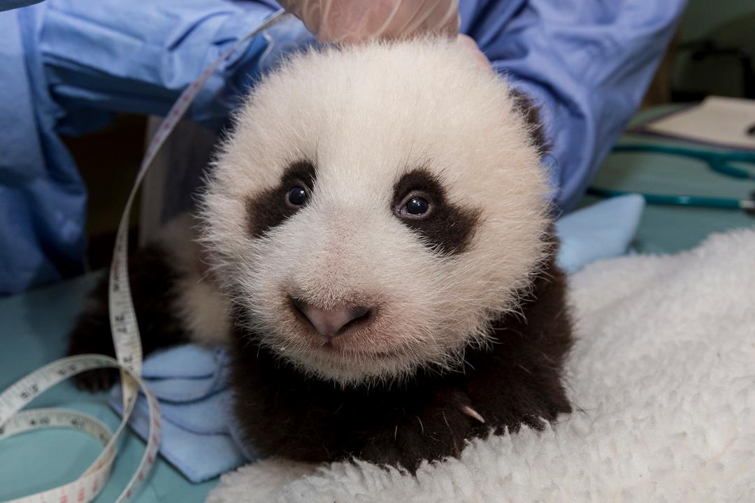 https://media.nbcsandiego.com/2019/09/Panda-Cub-Update-1010.jpg?quality=85&strip=all&fit=1080%2C720