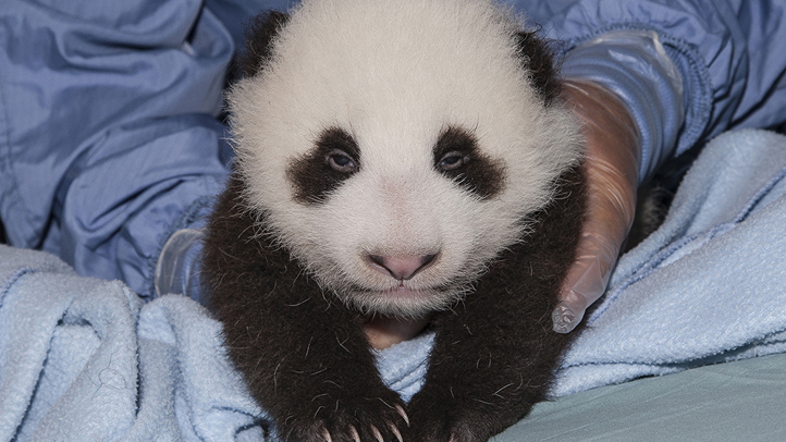 Giant Panda Cub In Tree #1 Coffee Mug by San Diego Zoo - Animals and Earth  - Website