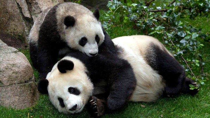China plans to send San Diego Zoo more pandas this year, reigniting its panda  diplomacy – NBC 7 San Diego