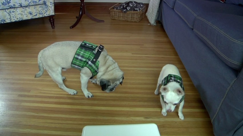 PetTech-Thumbnail