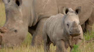 Phinda Rhino calf 1