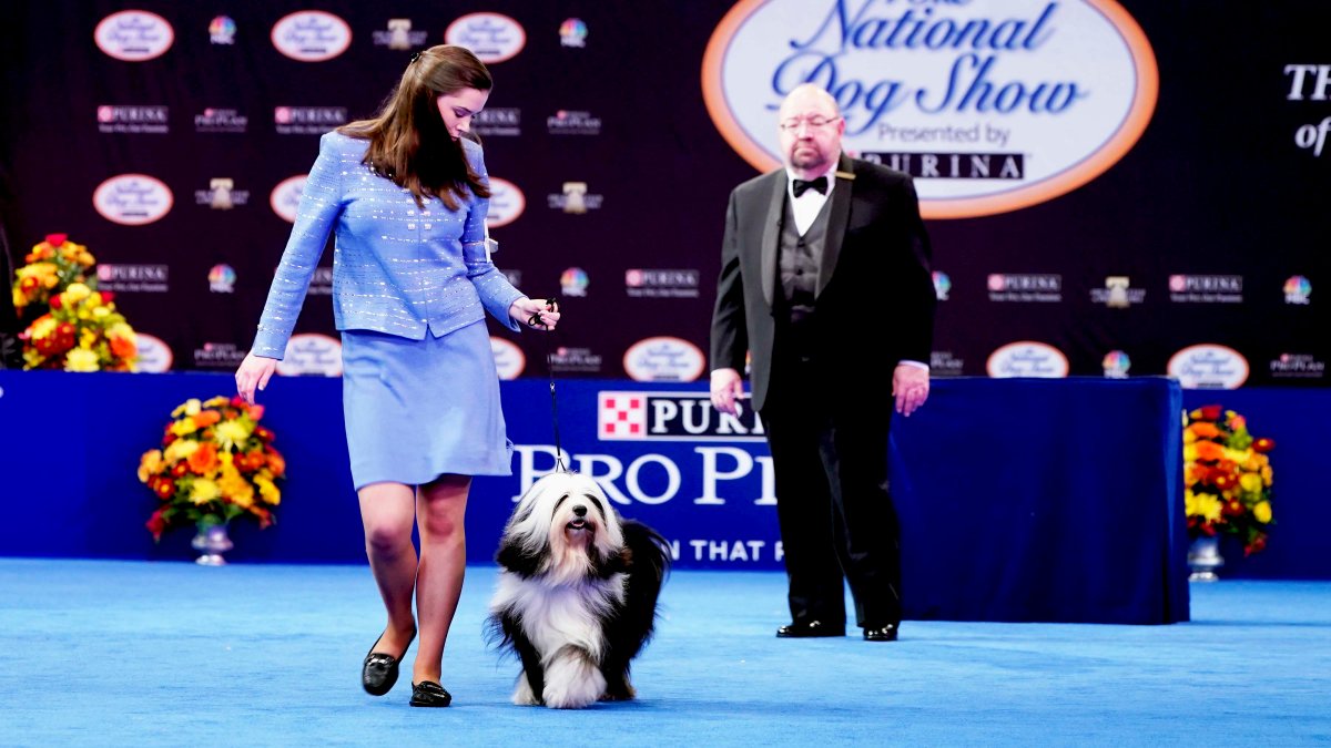 2021 National Dog Show: History, Time, New Breeds, How to Watch and More – NBC 7 San Diego - Vimarsana News