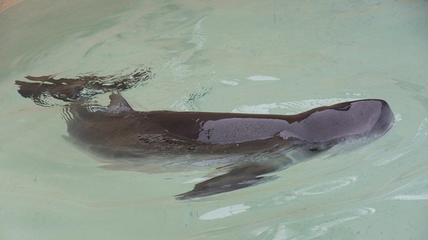 Beached Pygmy Sperm Whale Calf Dies: SeaWorld San Diego – NBC 7 San Diego