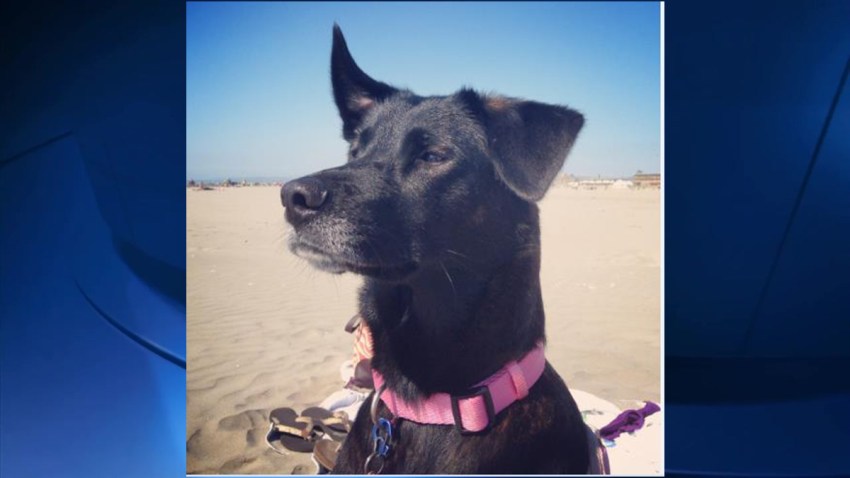 Poisoned dog 0623