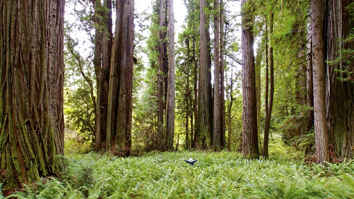 PrairieCreekRedwoodscalstateparks