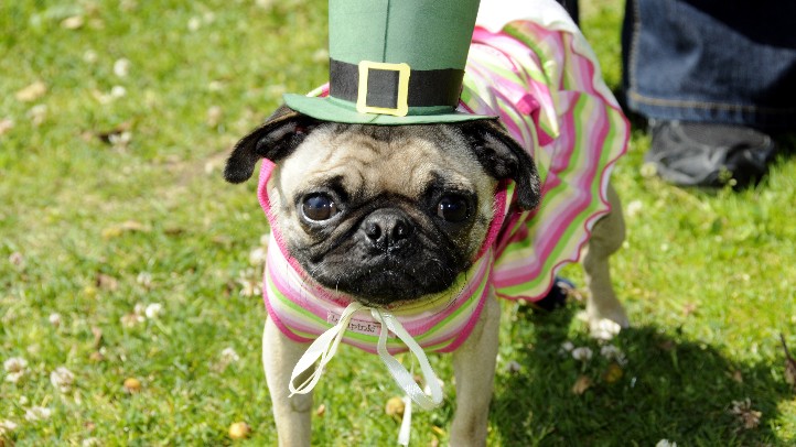 PugDelMarParty