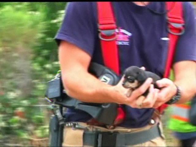 Serena Williams Eats Dog Food Instantly Regrets It Nbc 7 San Diego