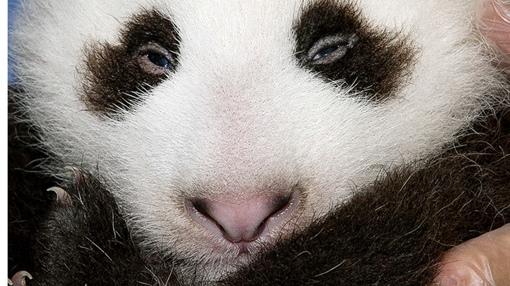 San Diego New Panda