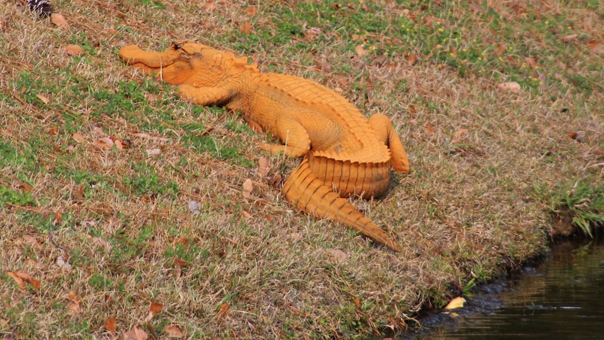 Chopper The Alligator Seized From Rancho Cucamonga Owner After 30