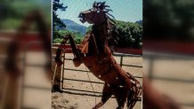 STOLEN HORSE