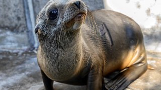 SeaWorld Rescued Sea Lions