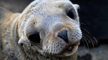 SeaWorld Rescued Sea Lions
