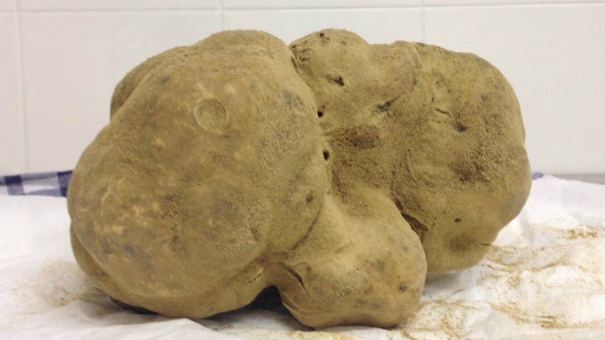 Sabatino White truffle 1200