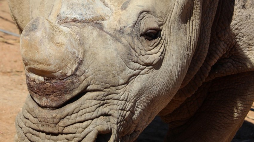 Safari-Park-Rhinos-0130