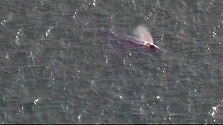San-Diego-Bay-whale-030518