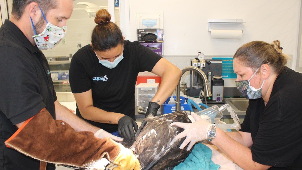 Bald Eagle Rescued Over Fourth of July Weekend NBC 7 San Diego