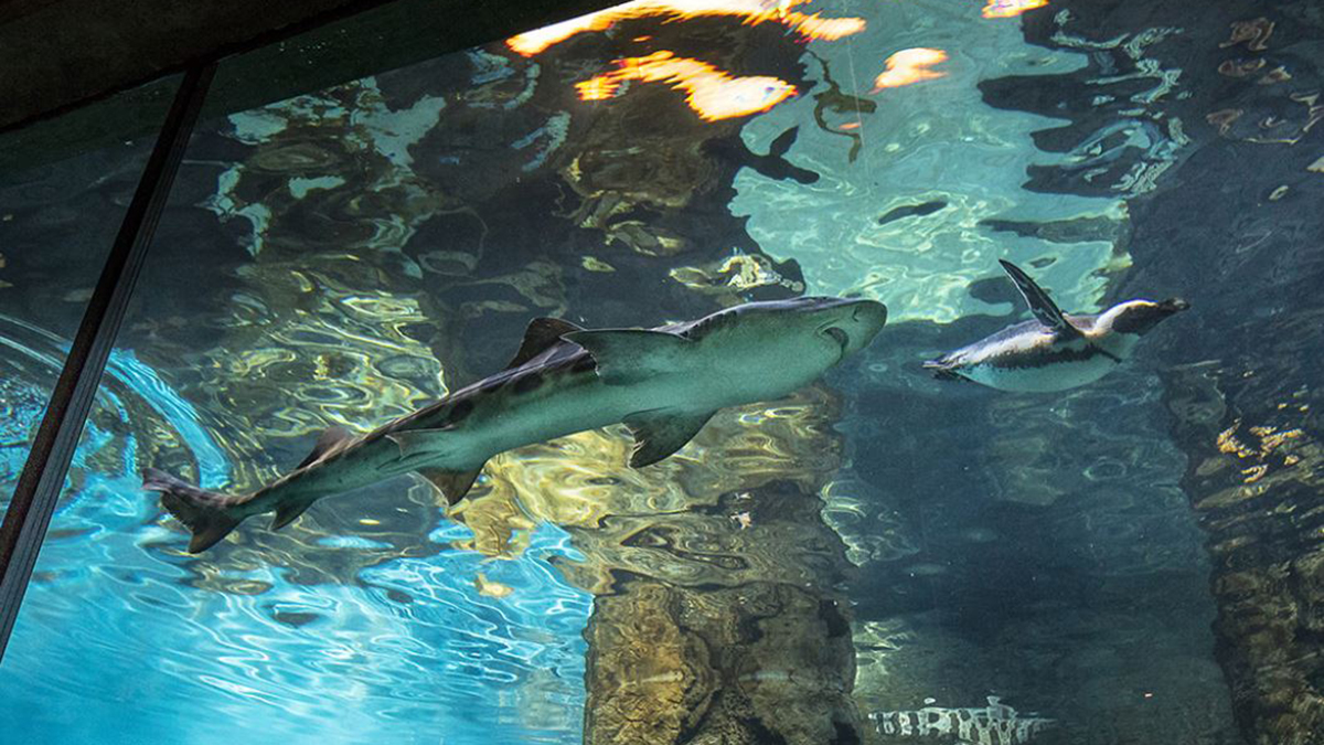 San Diego Zoo Its First Sharks Ever With 12 New Leopard Sharks