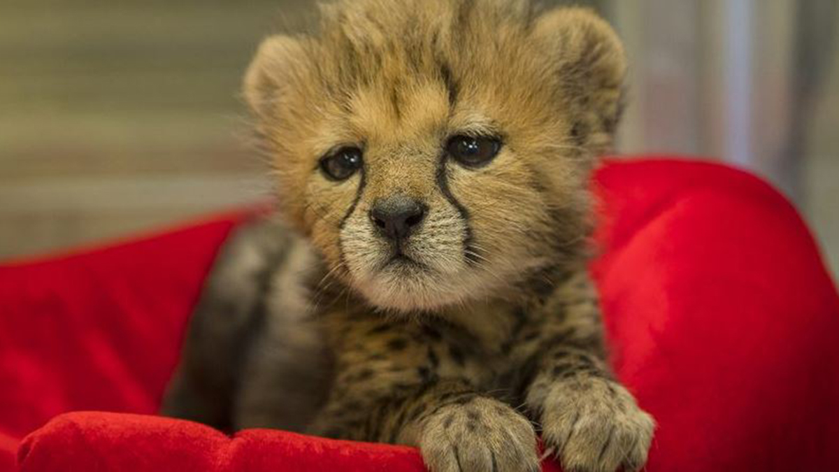 Adorable Cheetah Cub Debuts at San Diego Zoo Safari Park – NBC 7 San Diego