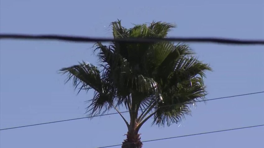 Strong winds in an undated file photo for NBC 7.