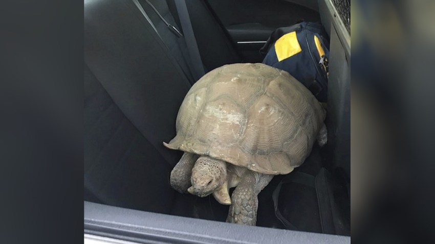Santa-Ynez-250-pound-tortoise-July-16-2019
