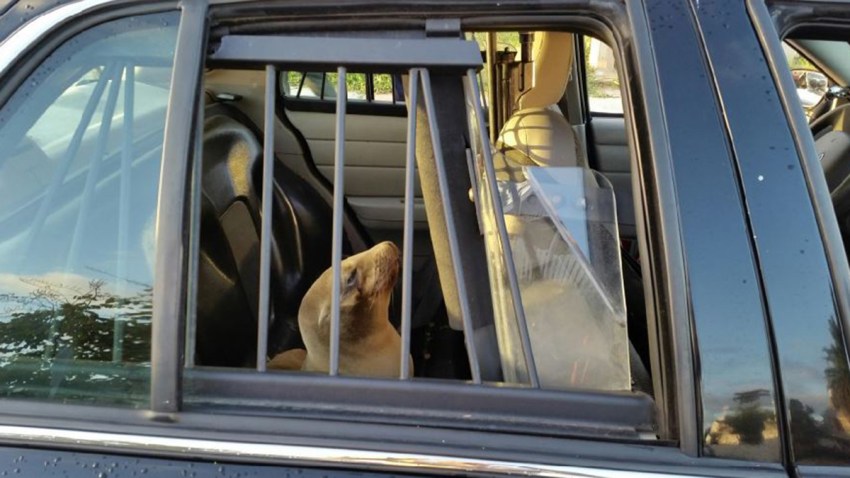 4-8-15-sea-lion-squad-car