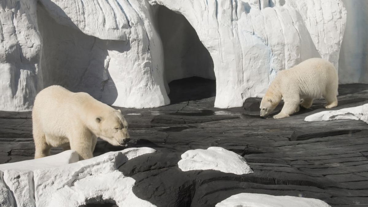 Petition Asks SeaWorld San Diego to Not Separate Polar Bears NBC 7