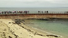 Seals-La-Jolla-Children-Poo