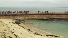 Seals-La-Jolla-Children-Poo