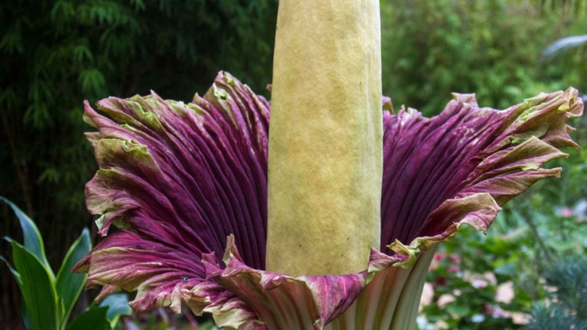 Image result for the latest corpse flower