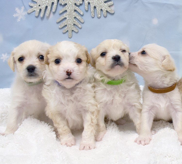 New Year Brings Lots of Puppies, Kittens to Local Animal ...